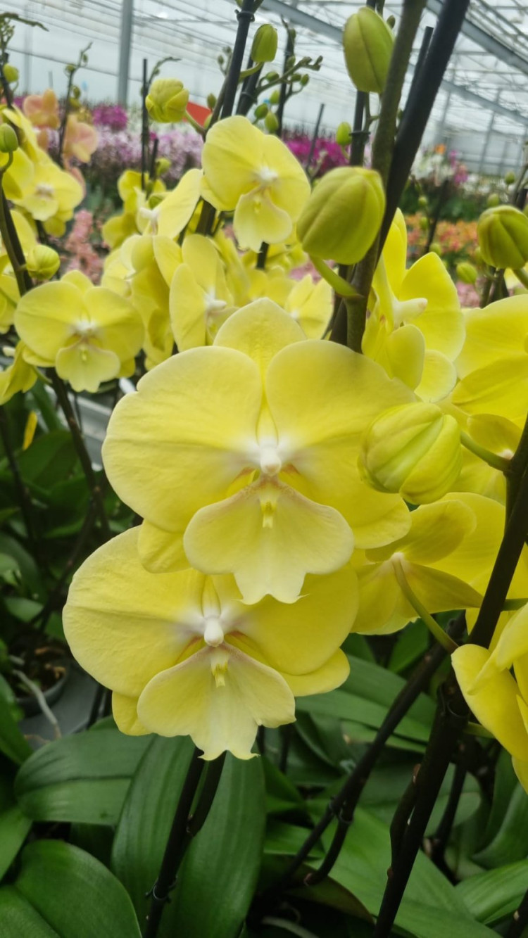 Phal 1-tak Limoncello Kiss 12/75