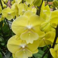 Phal 1-tak Limoncello Kiss 12/75 - IMG-412772e3f6c1c58a1d06c5d565eabc4e-V