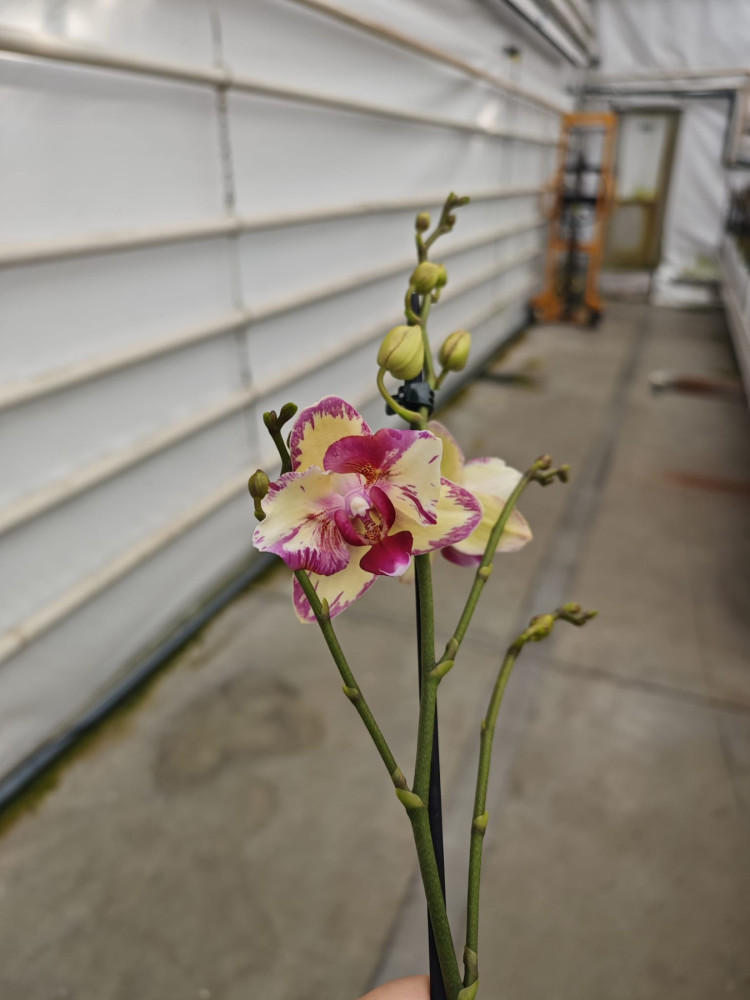 Phal Mutant Yellow Pink 12/65