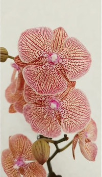 Phal 1-tak Big-Lip Grootbloem VG 12/60