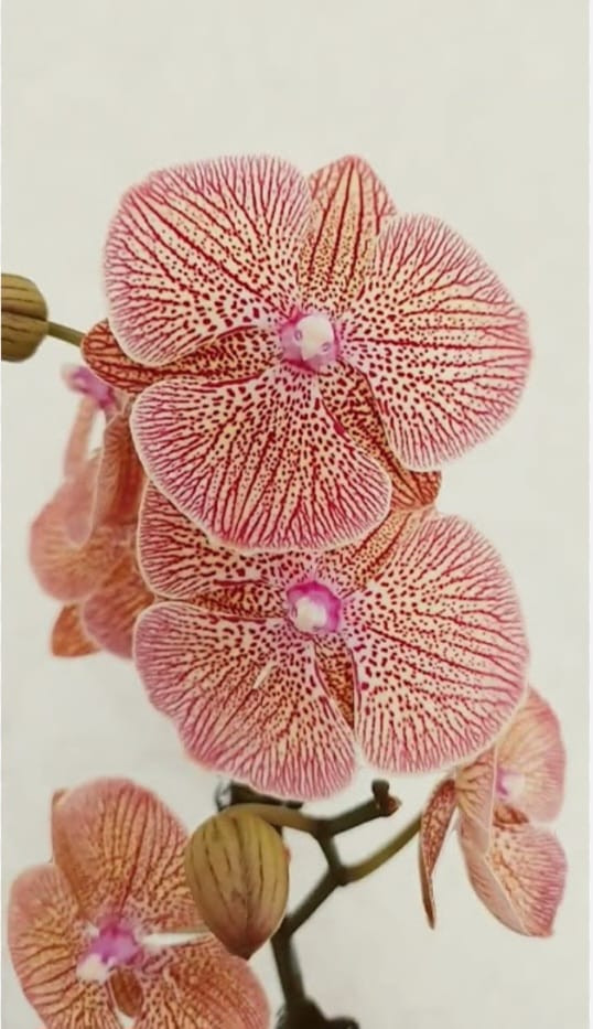 Phal 1-tak Big-Lip Grootbloem VG 12/60