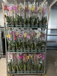 Phal 1-tak Mimesis Mix 12/70