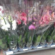 Phal 1-tak Mimesis Mix 12/70 - IMG-465093cc0b3f1815ae9c132b4f15401f-V