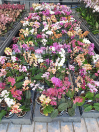 Phal 1-tak Sion Multi Mix  9/40