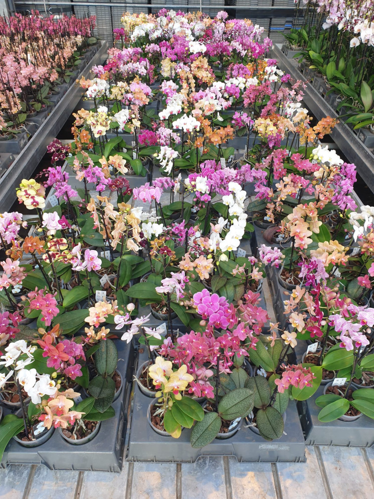 Phal 1-tak Sion Multi Mix  9/40