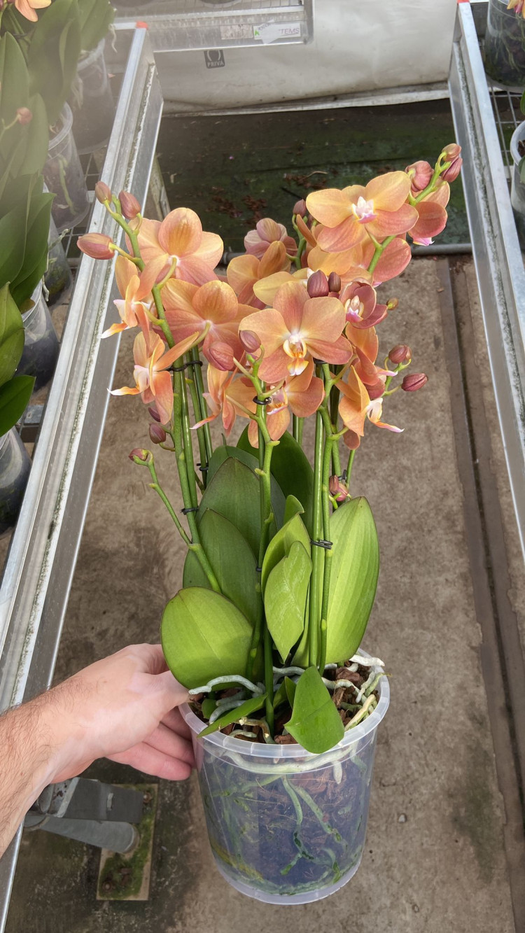 Phal 2/3-tak Butterfly Opti-flor Mix 12/45
