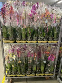 Phal 1-tak Authentic Mix 12/80