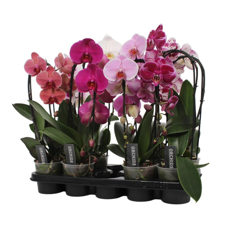 Phal 1-tak A2 Cascade Green Balanz 12/55