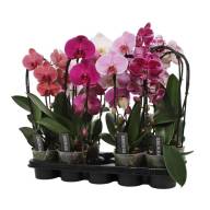Phal 1-tak A2 Cascade Green Balanz 12/55 - IMG-438c62e4f63ebced4603b61ff9fc1b27-V