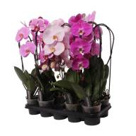 Phal 1-tak A2 Cascade Green Balanz 12/55 - IMG-0acb1eff8c14640545a4cb10ec02b6b1-V
