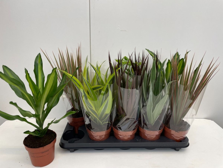 Kamerplant Mix 12/40