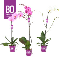Phal 1-tak Grandi Mix 15/80