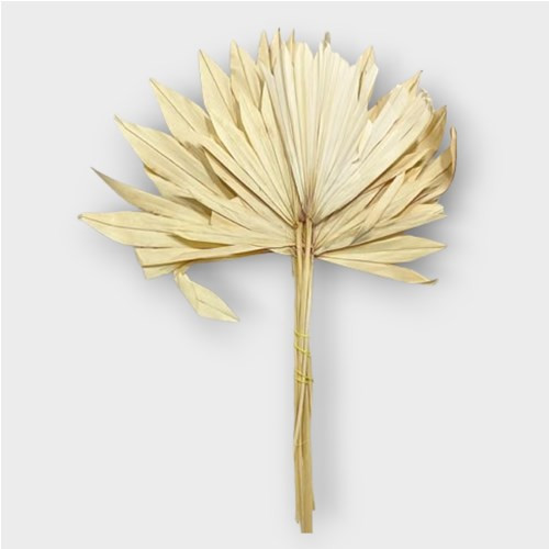 Palm Sun Medium Natural 50 cm Holland