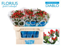 Hypericum Coco Diablo X10