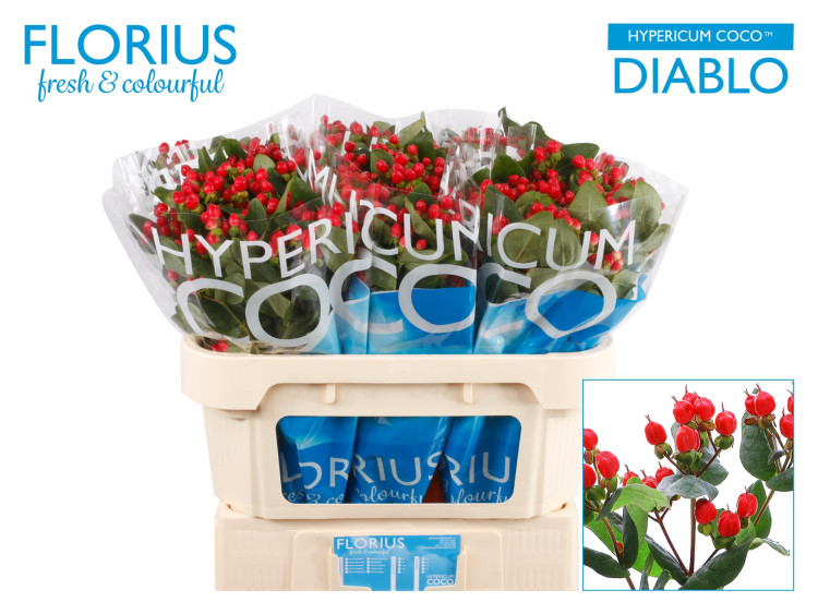 Hypericum Coco Diablo X10
