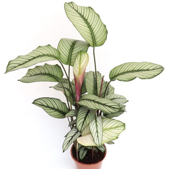 Calathea Ma Whitestar 14/50