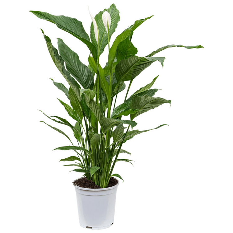 Spathiphyllum Sweet Lauretta 21/90