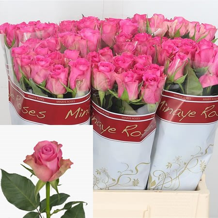 Rose Royal Jewel 40 sm