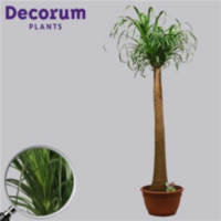 Beaucarnea Recht 35 Cm (decorum)