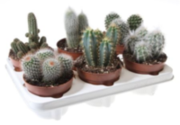 Cactus Mix (165)