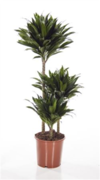 Dracaena Frag Compacta 60-30-15 (clock)