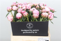 Paeonia Sara Bernhardt 50 cm X10