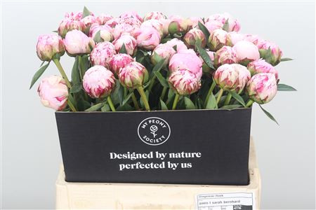 Paeonia Sara Bernhardt 50 cm X10