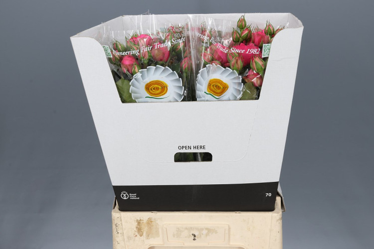 Spray Piano Freiland Pink 60 sm