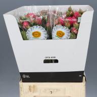 Spray Piano Freiland Pink 60 sm - Spray Piano Freiland Pink 60 sm
