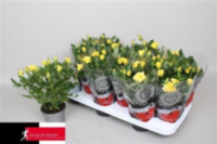 Rosa Kordana Smila Yellow (grower)
