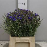 Chamelacium Sarahs Delight - Centau Cyanus