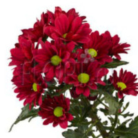 Chr T Baltica Yellow 85g X5
