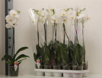 Phal 2-tak Phalaenova Violet 12/65