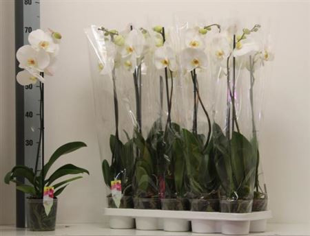 Phal 2-tak Phalaenova Violet 12/65