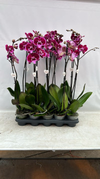 Phal 1-tak Benny 12/75