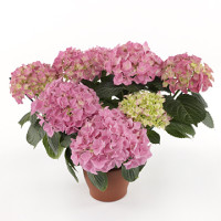 Hydrangea Pink 14/40