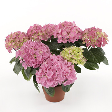Hydrangea Pink 14/40