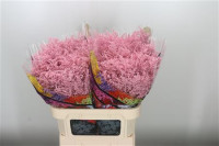 Solidago Klbh Rose
