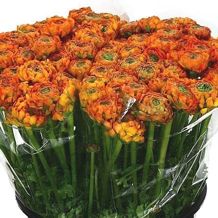 Ranunculus Commedia Holland