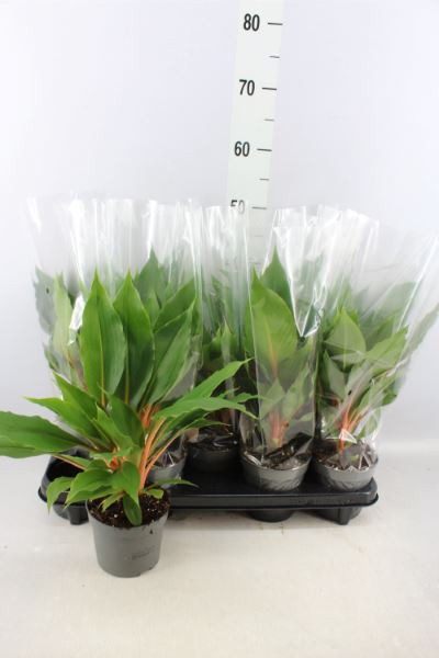 Chlorophytum Green Orang ceramic12/40