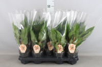 Chlorophytum Green Orang 13/40