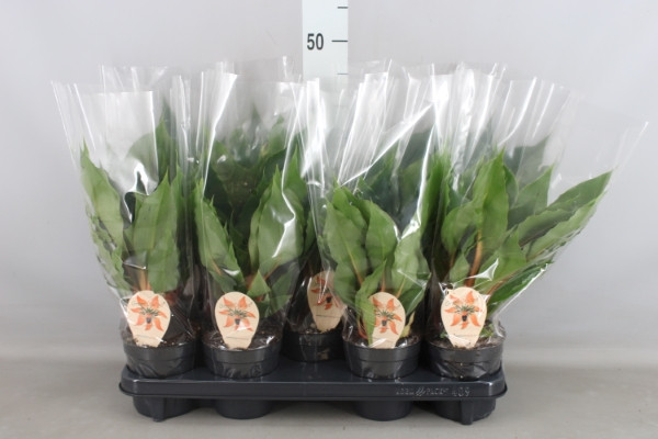 Chlorophytum Green Orang 13/40