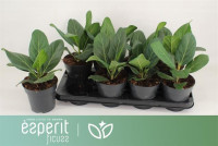 Ficus Beng Audrey 12/40