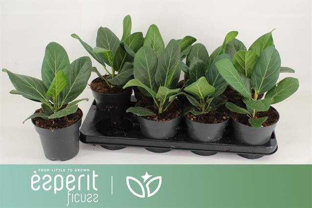 Ficus Beng Audrey 12/40