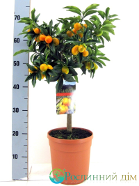 Citrus Kumquat Stam 21/620