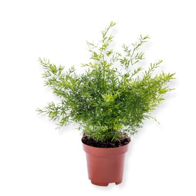 Asparagus Deniflorus 12/35