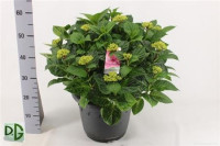 Hydrangea Ankong 15/40