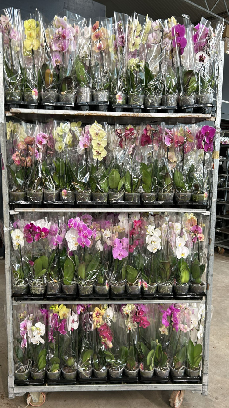 Phal A2 1-tak Bernhard Mix 12/60