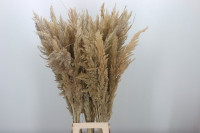 Cortaderia Pampas Mix 9/25