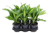 Dracaena Frag Burley 17/75